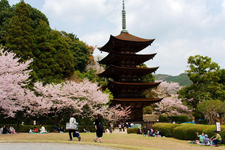 Five-story Pagoda of Rurikoji Temple with Cherry Blossoms