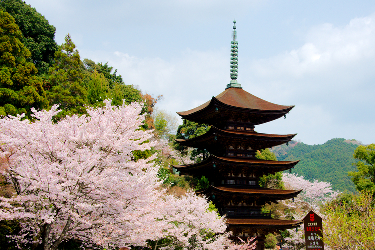 Cherry blossom trees and the Five-story Pagoda of Rurikoji Temple