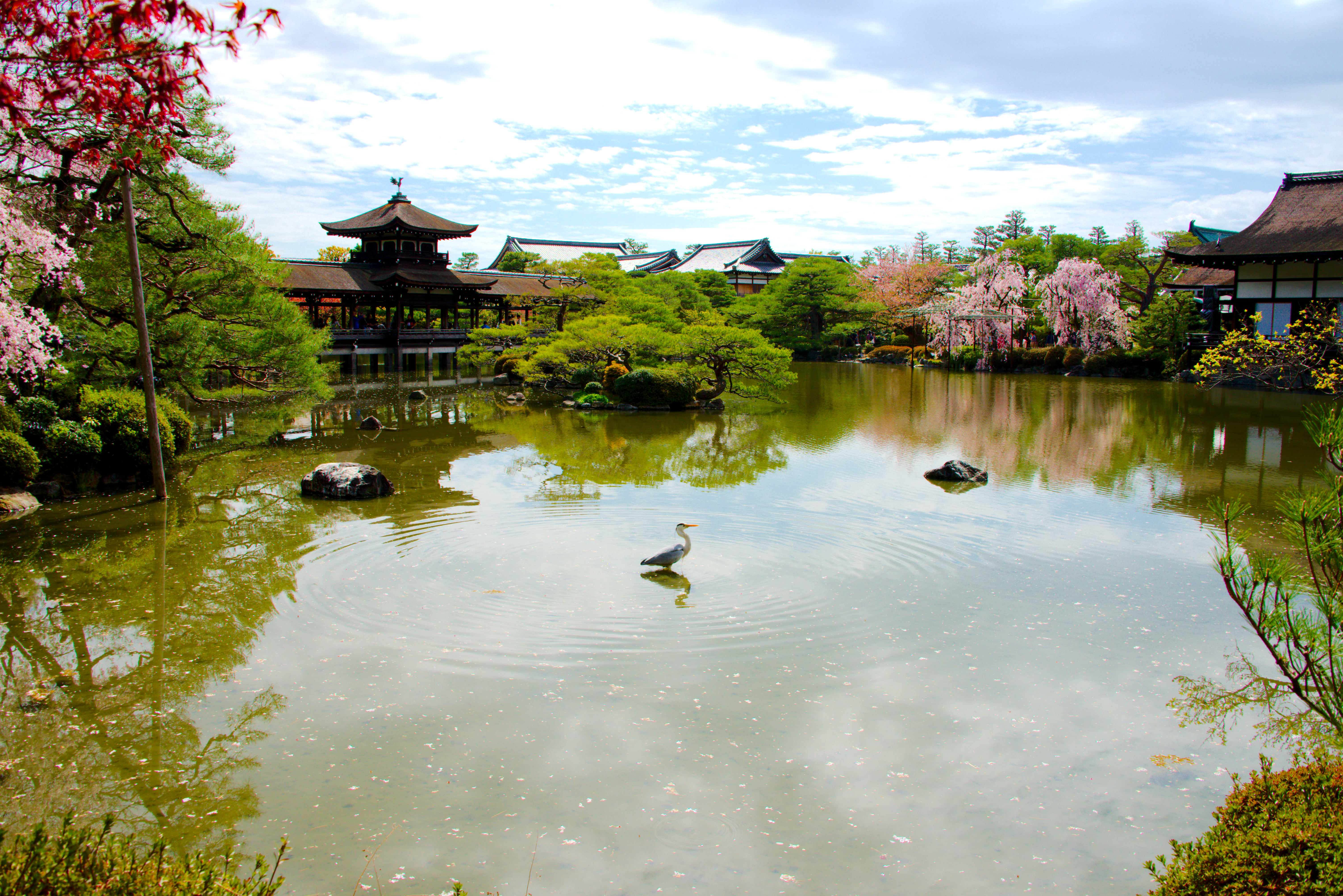 Crane in the Pond of Heian-jingu's Garden