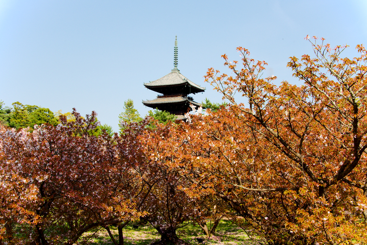 Five-story Pagoda of Ninna-ji viewed from Omuro Sakura Field